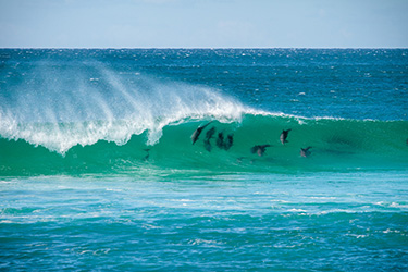 Pod of dolphins surfing a wave