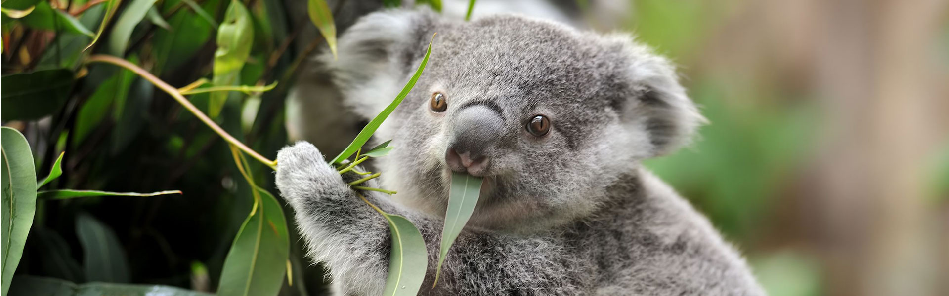 connect with nature koala