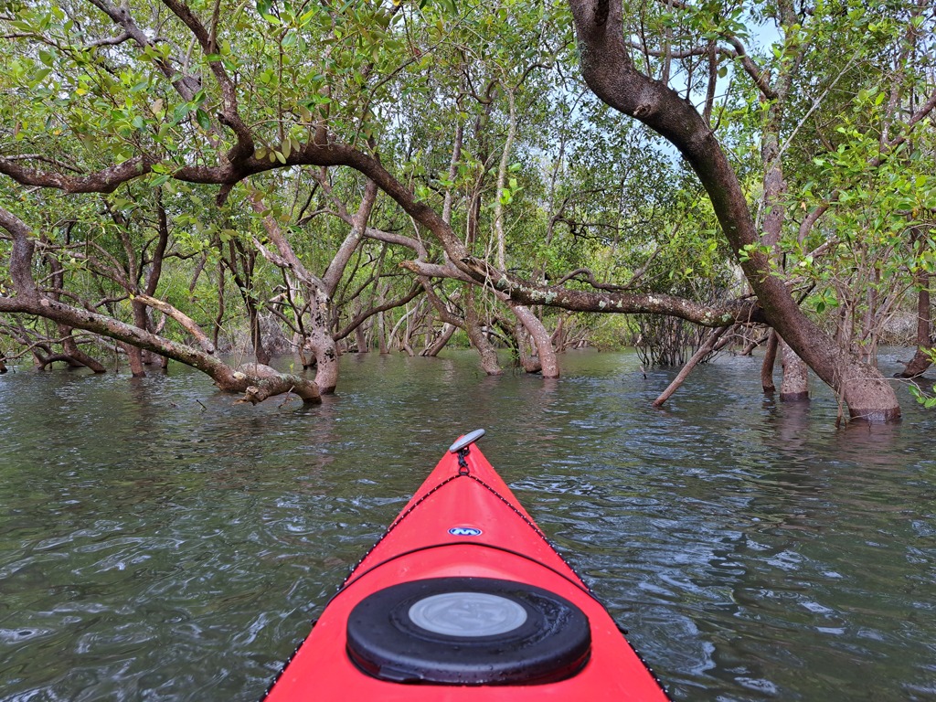 mangroves global paddler