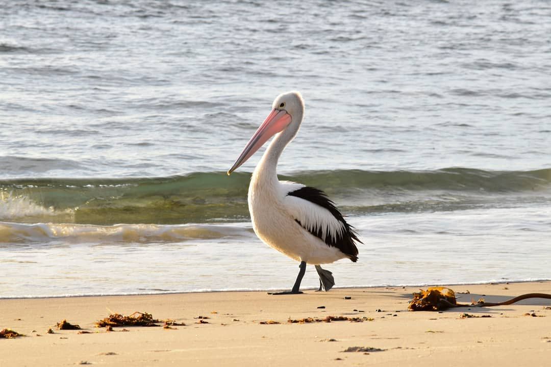 pelican emma
