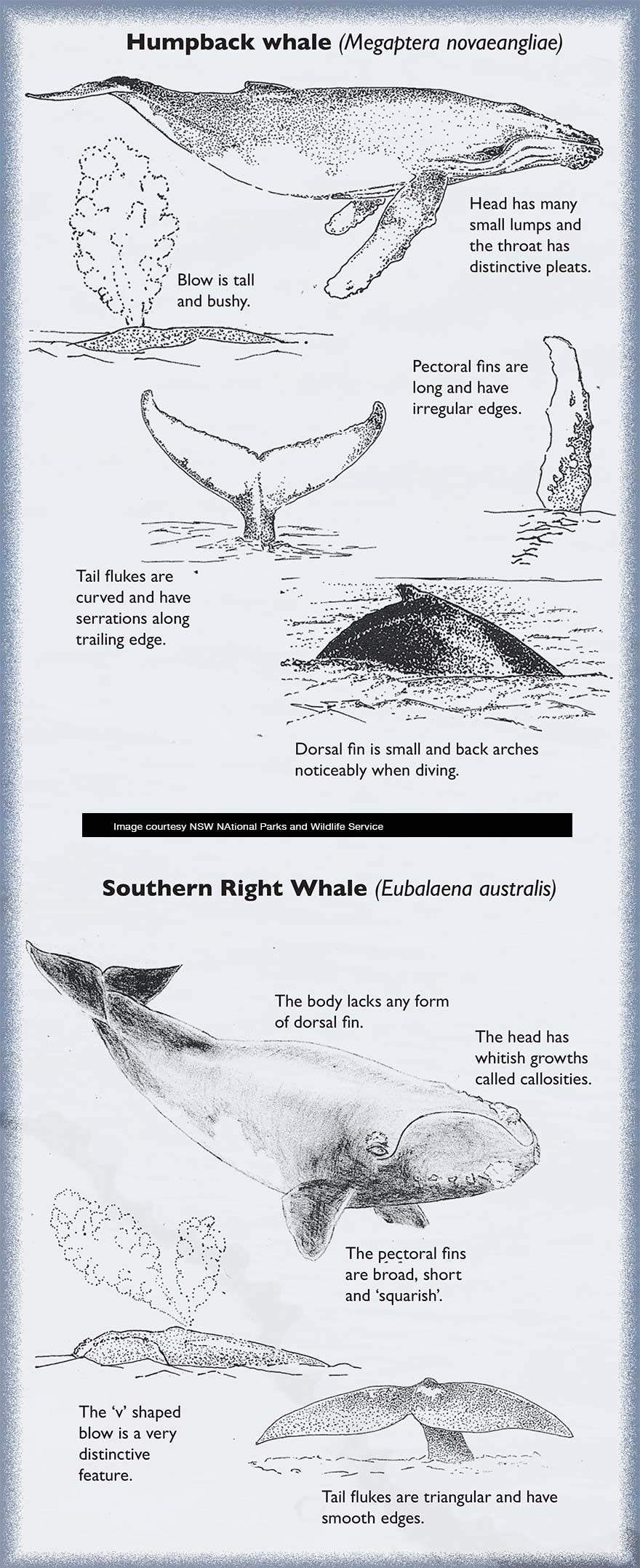 whale