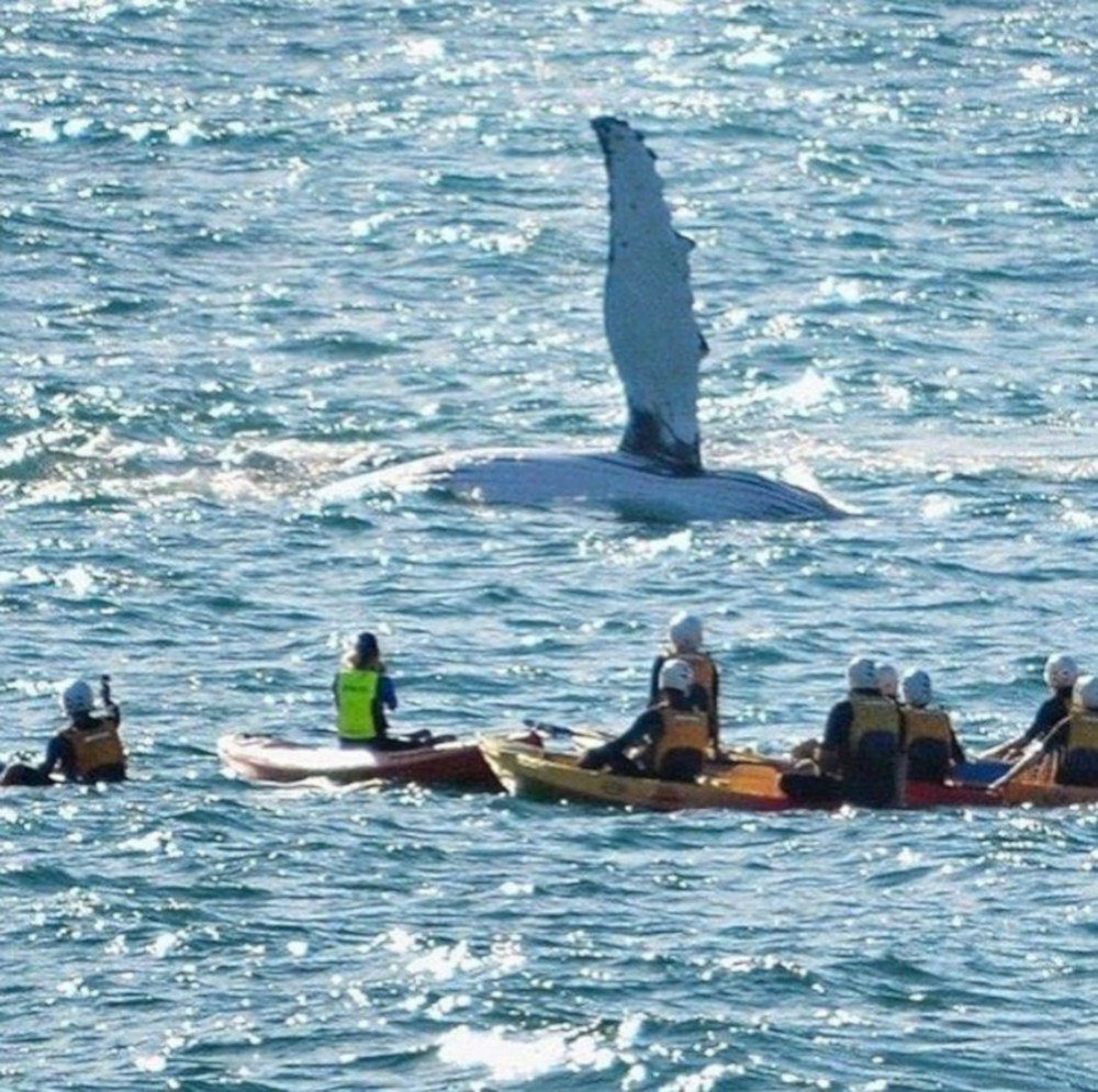 Go Sea Kayaks whales near kayaks bLOG