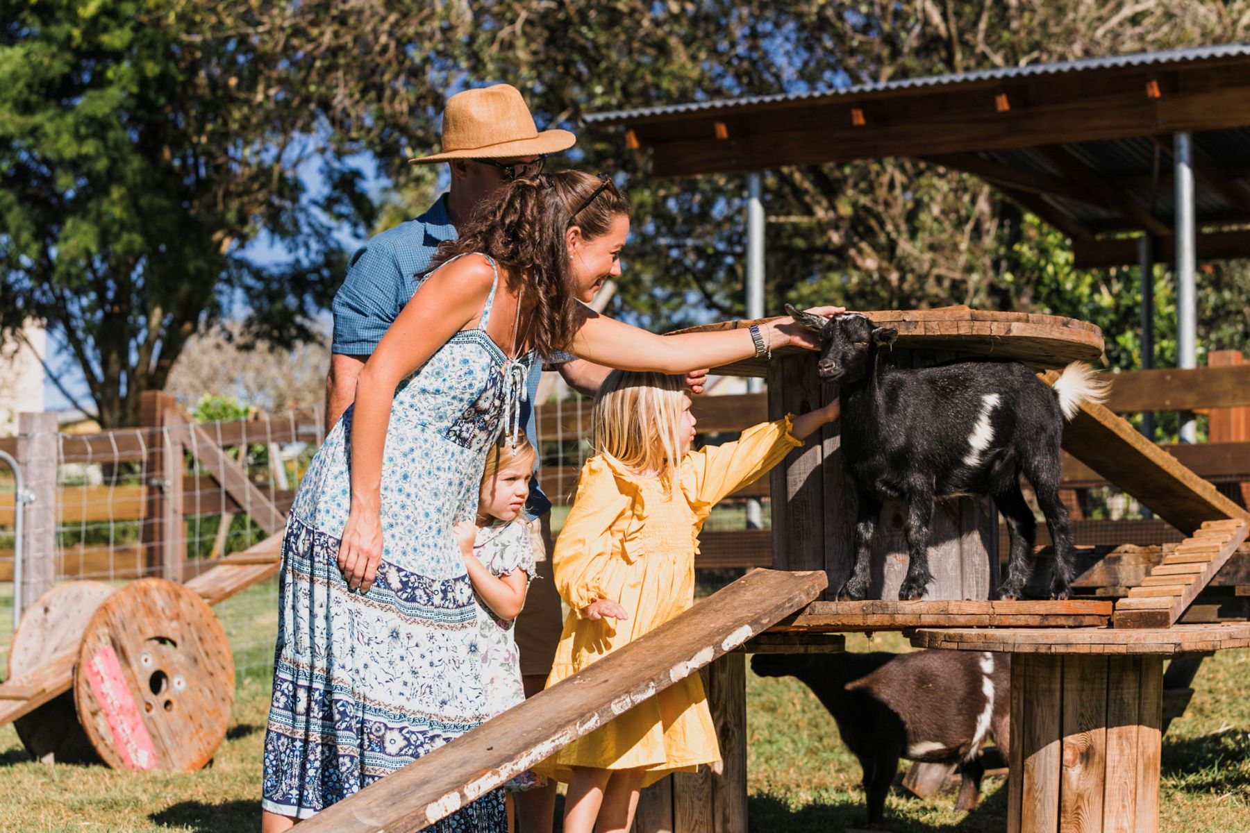SUMMERLAND-FARM-ALSTONVILLE-FARM-ANIMALS
