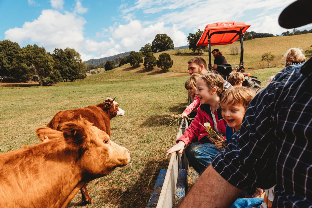 Hosanna Farmstay Families looking at cows DB