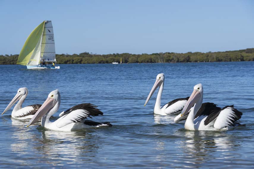 Richmond River Ballina Pelicans with yacht in background