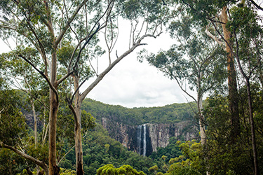 Looking through trees at Minyon Falls