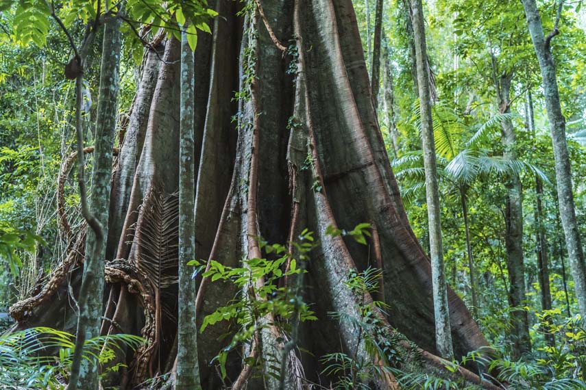 Victoria Park - Big Rainforest Tree