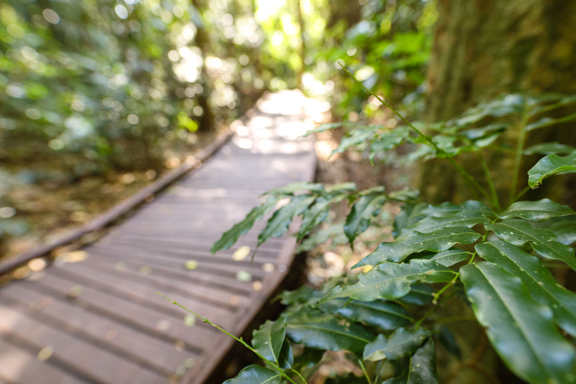 Victoria Park - Walking Track