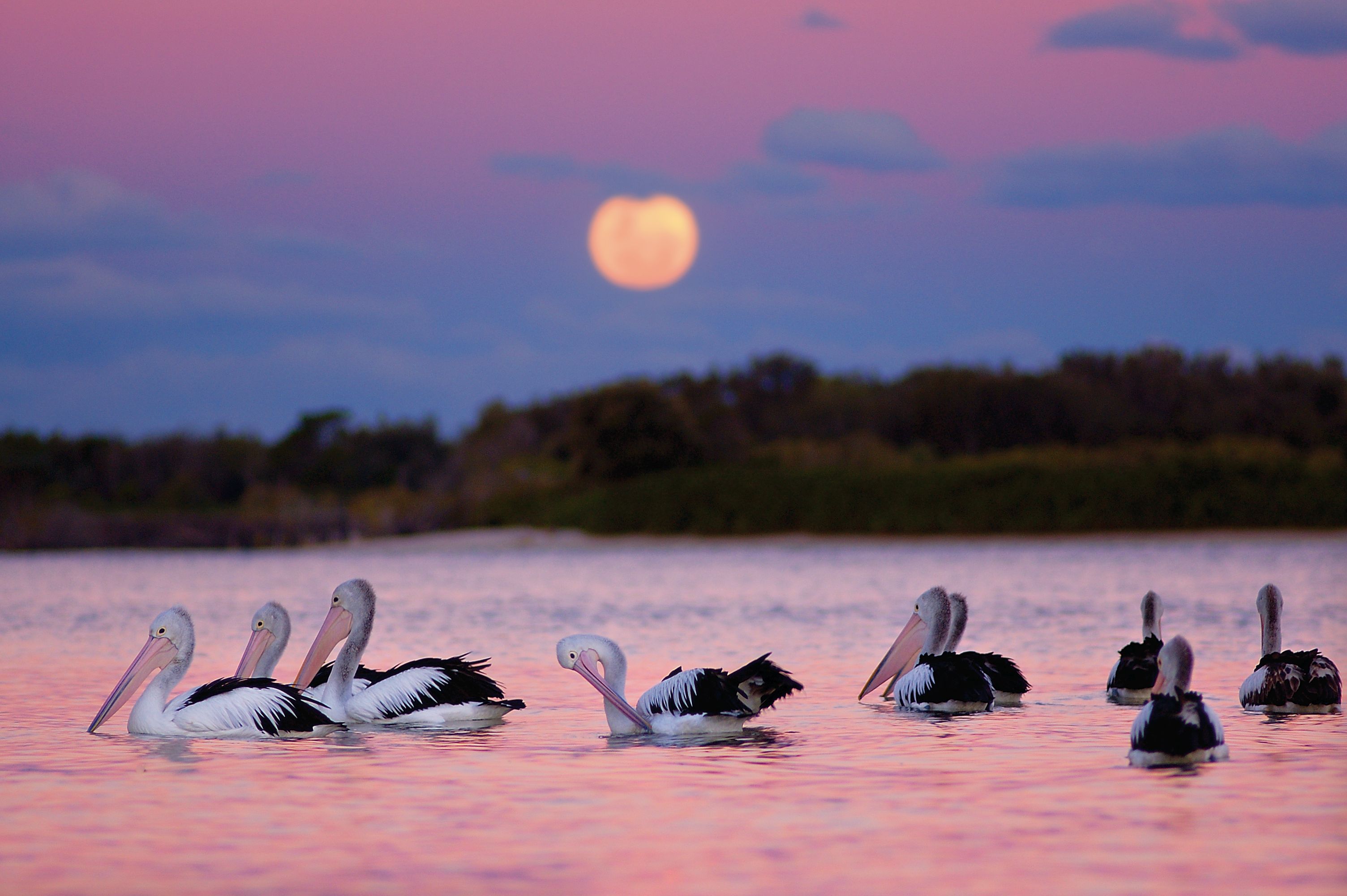 Pelicans at Dusk