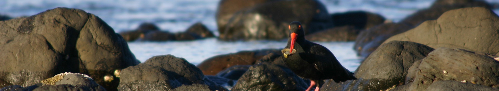 Sooty Oystercatcher sitting on rocks at beach