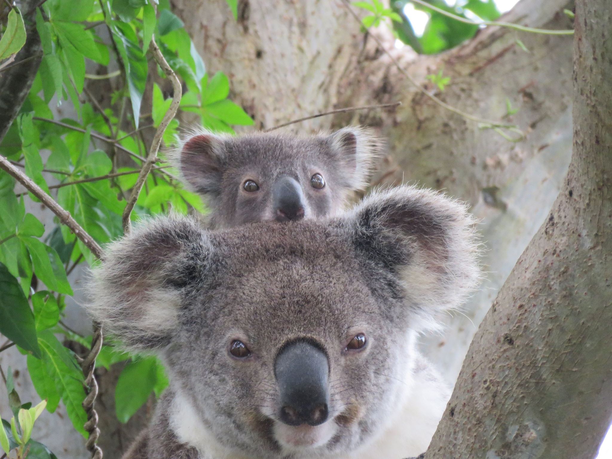 Areas of Outstanding Biodiversity