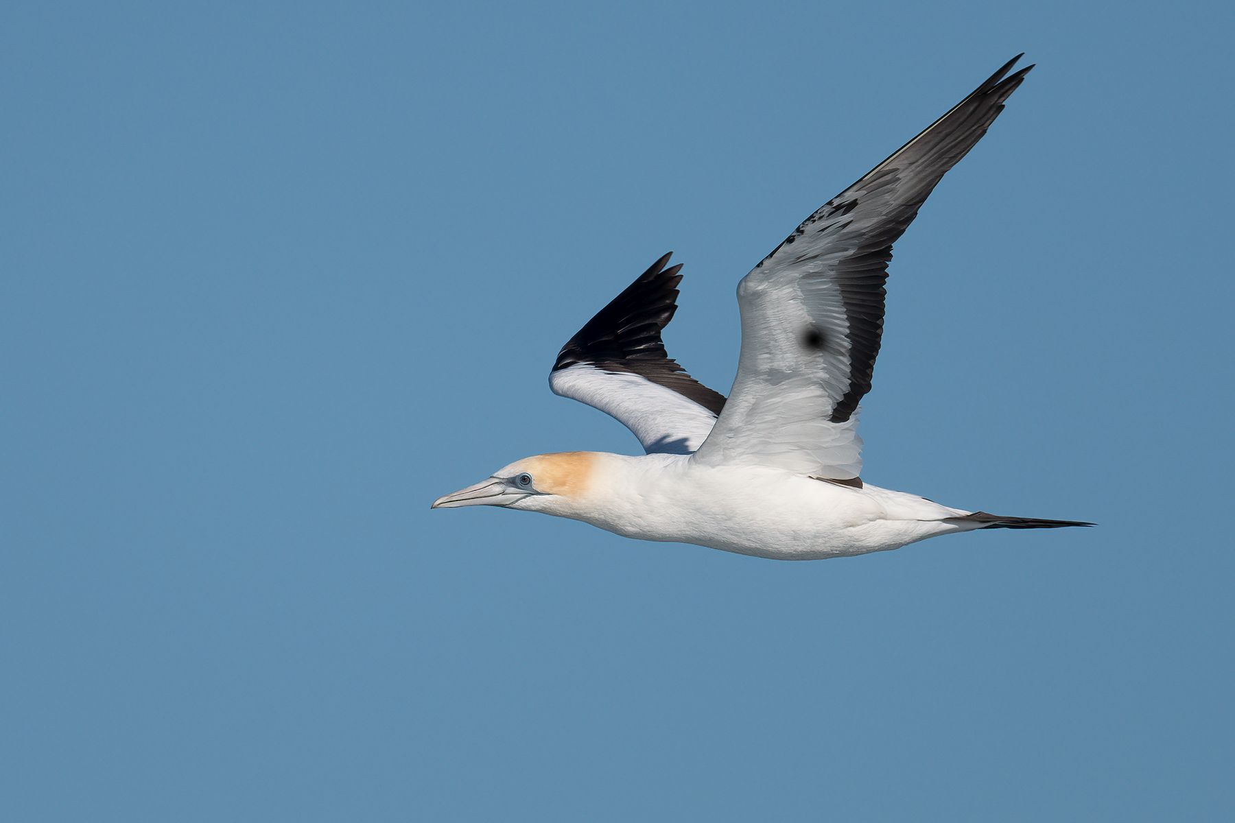 Flat rock, Ballina, New South Wales, Australia.Large seabird that plunge dives mainly for squid and fish which school near the surface.Family: Sulidae