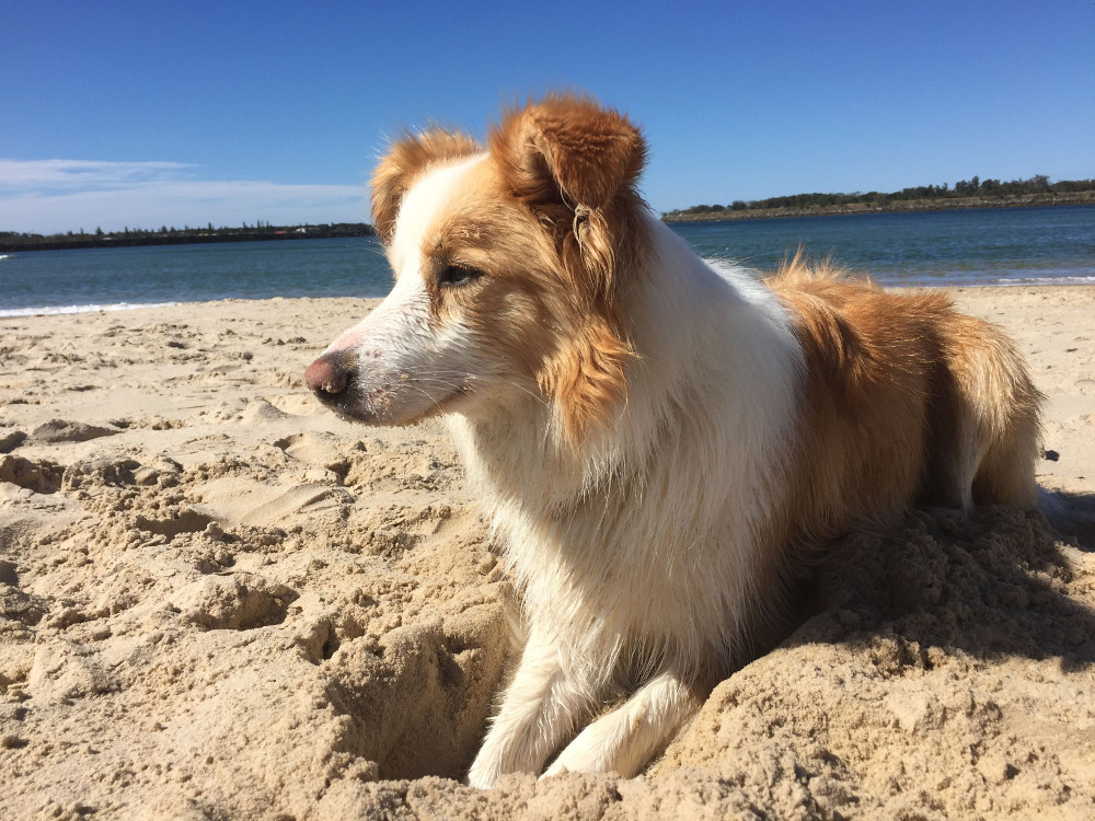 Dogs permitted on Ballina Beaches