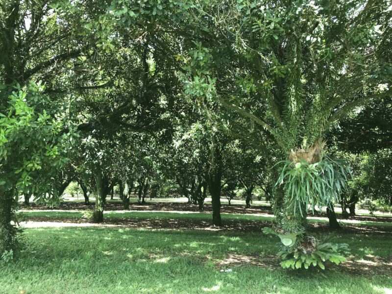 Duck Creek Macadamias Trees DB