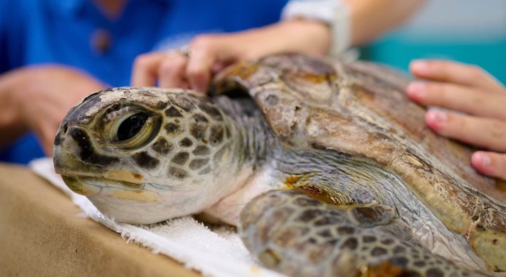 Australian Seabird and Turtle rescue