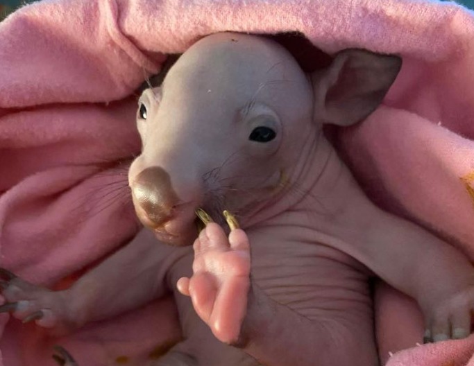 Image: Baby Wombat - Byron Bay Wildlife Hospital 