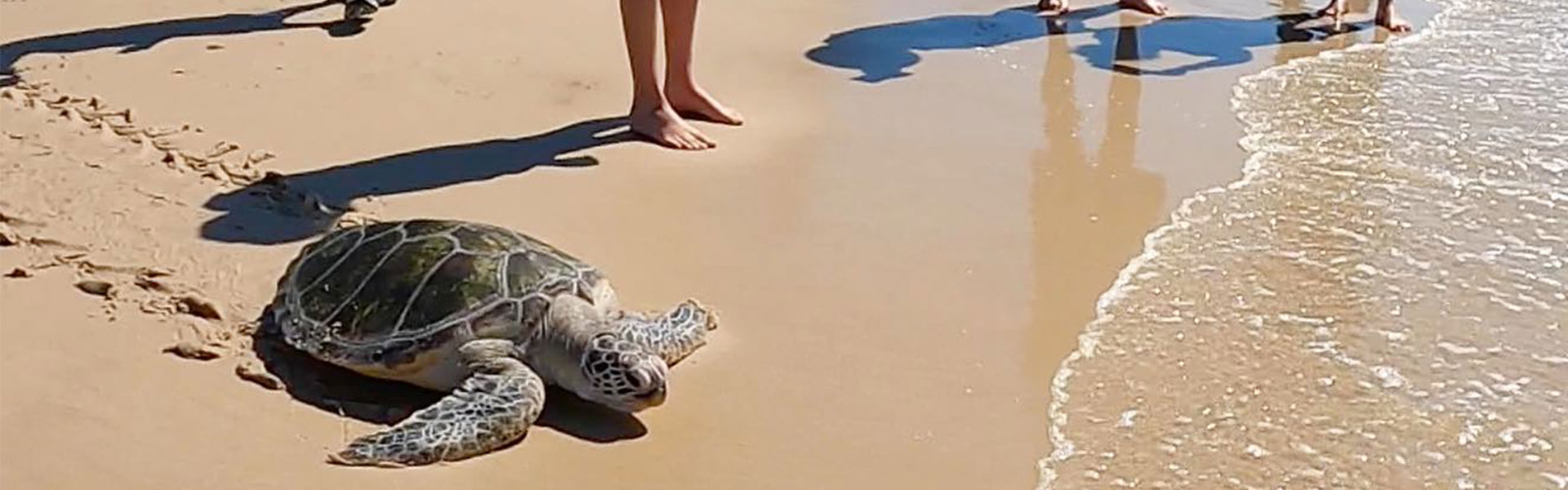 sea turtle rescue