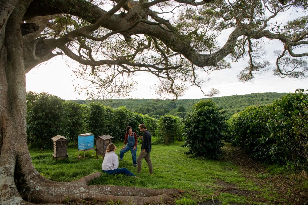 Day 4 Zentvelds Coffee Plantation 1000x