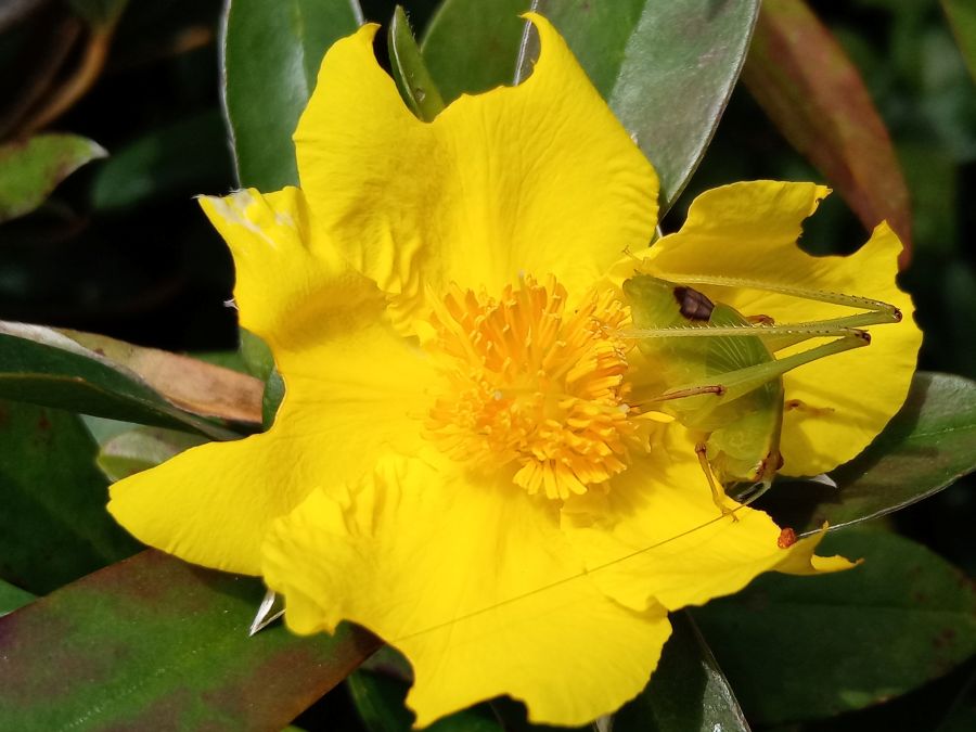 Hibbertia scandens Climbing Guinea Flower with Leaf Hopper Phil Jarman