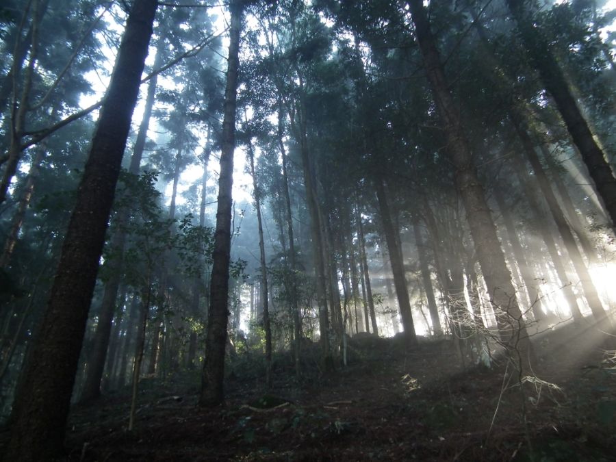 Hoop Pine Forest Florence Treverrow