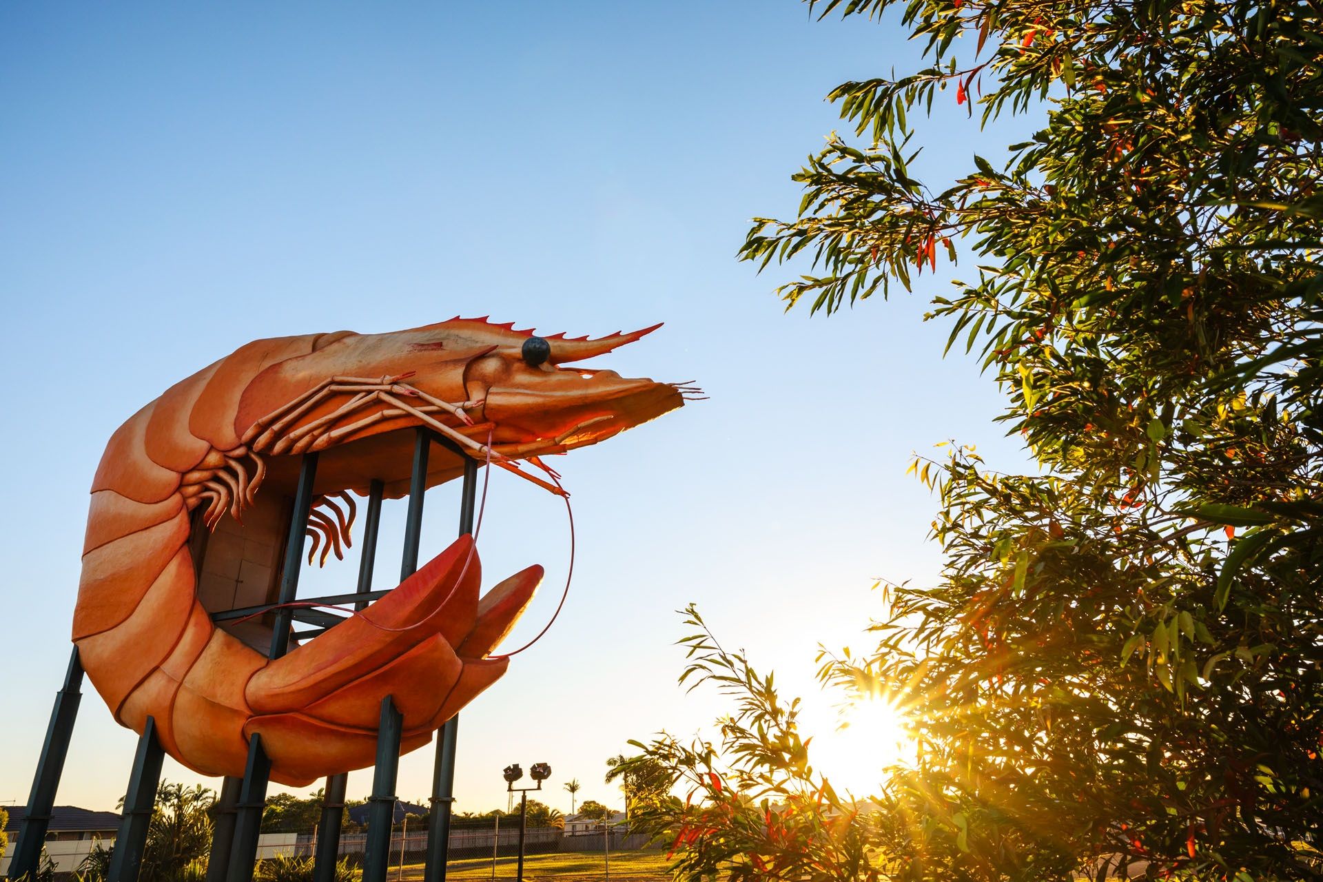 Ballina's Big Prawn