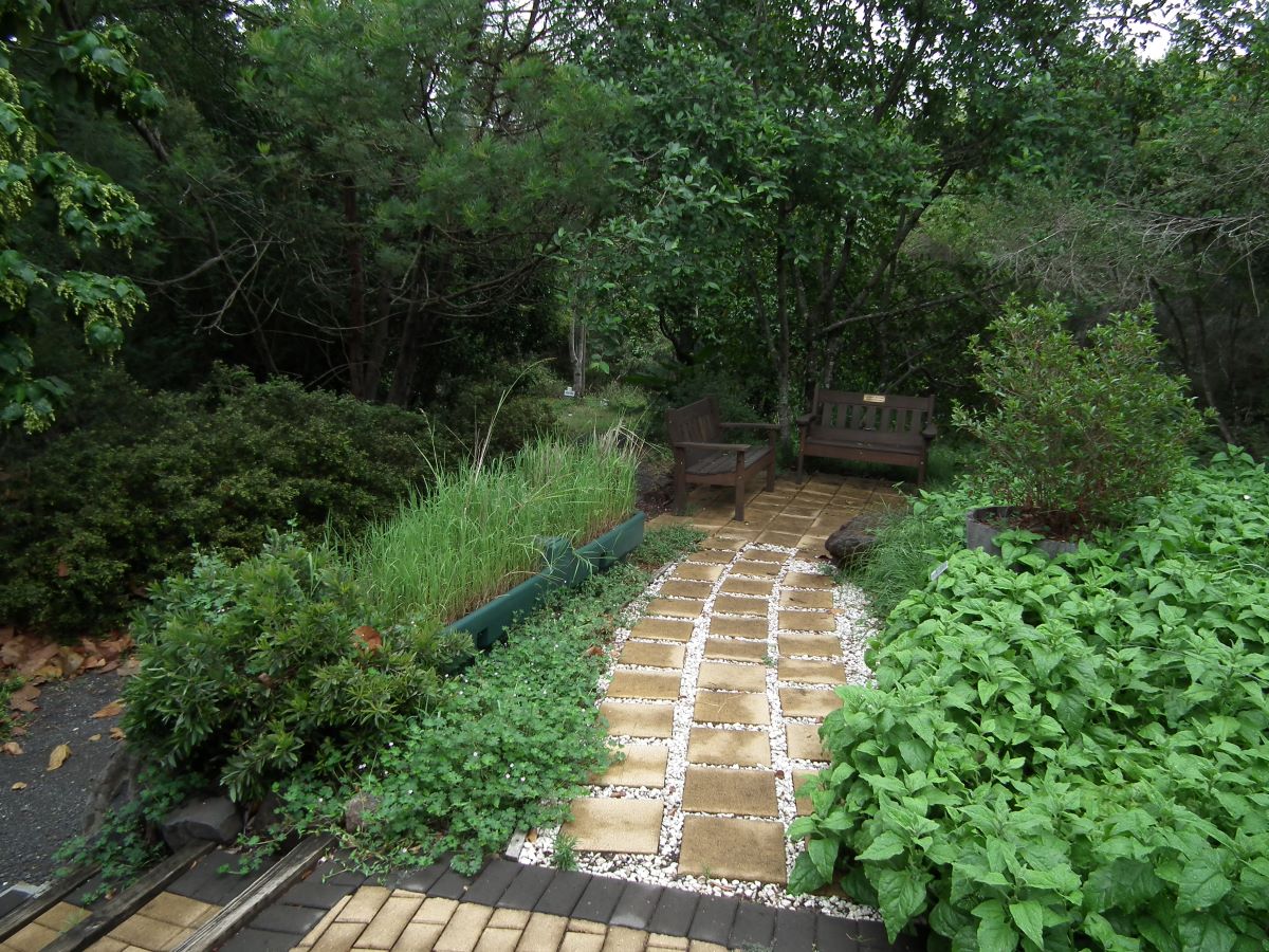 Native Rice Garden Photo Florence Treverrow