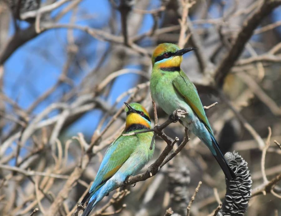 Rainbow Bee Eaters and Banksia