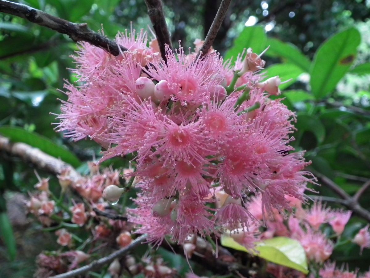 Syzygium moorei FLRBG