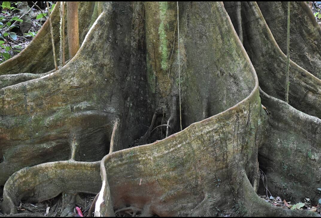 Yellow Carabeen Buttress Roots Emma Williams