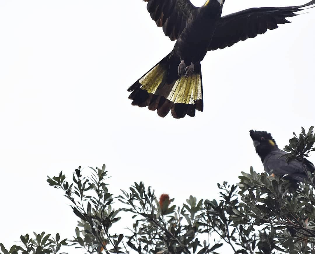 black cockatoos and banksias