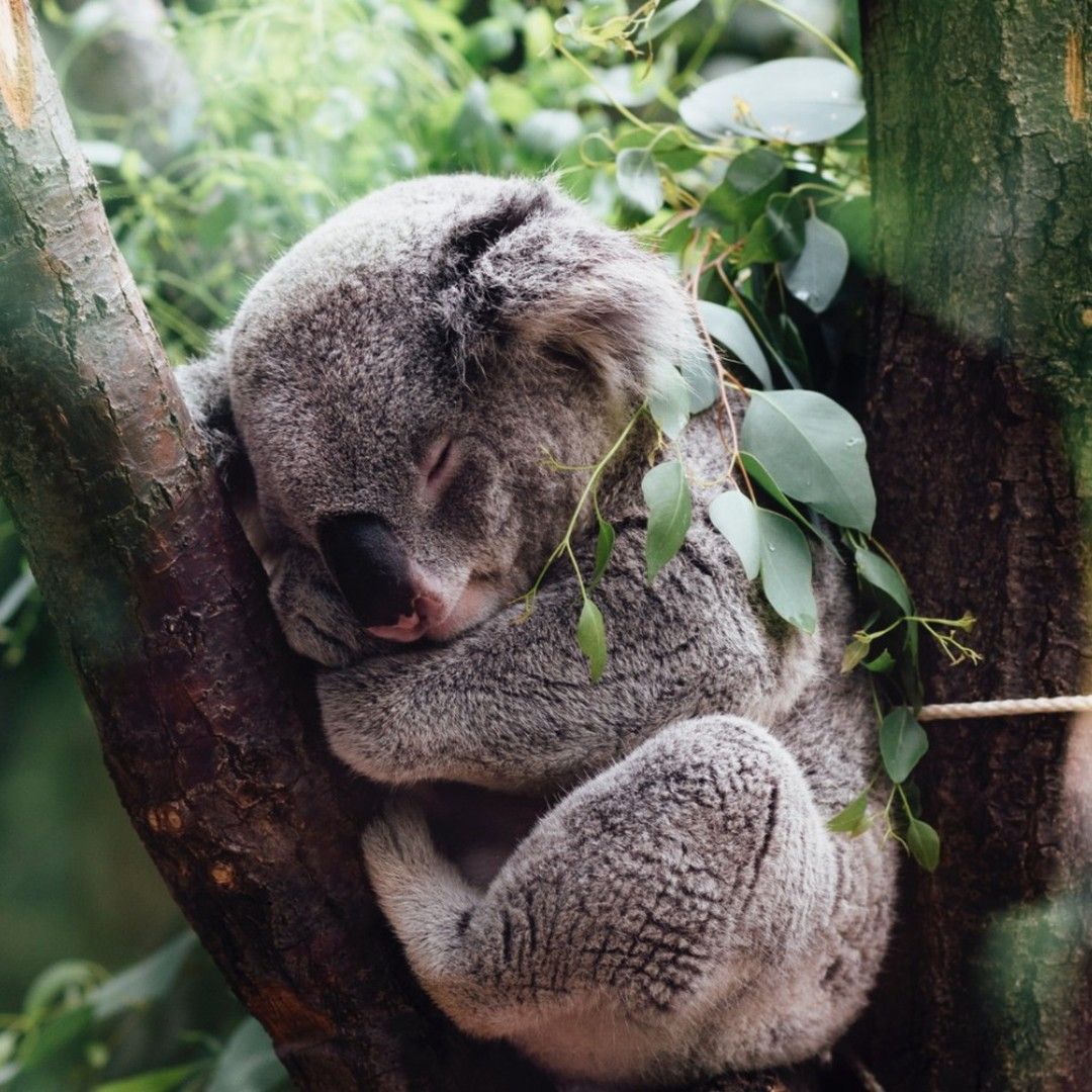 byron bay wildlife sanctuary pic