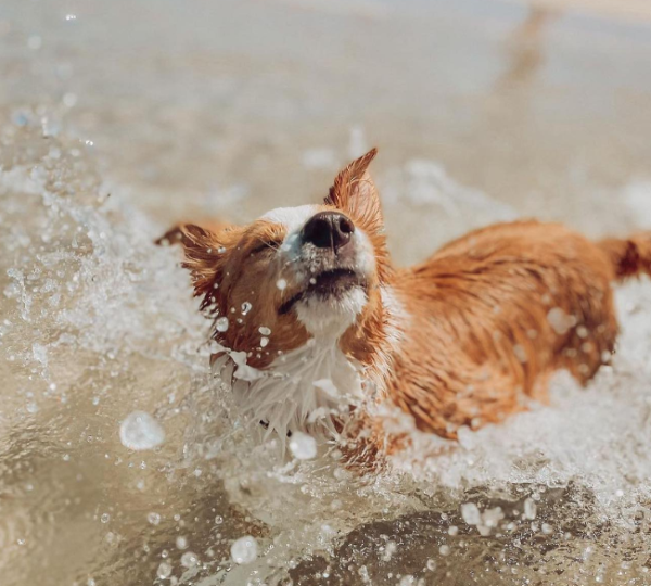 dog swimming bella.and
