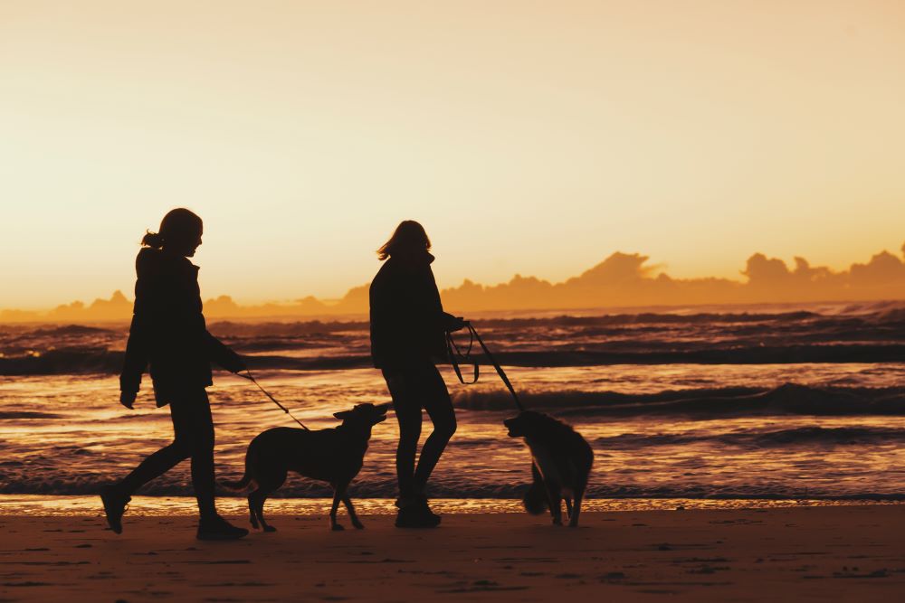 dog walking on the beach