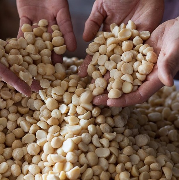 duck creek macadamias
