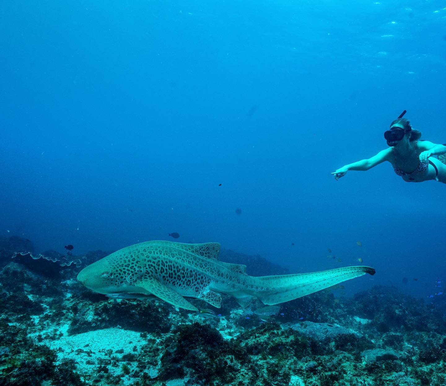 Out of the Blue Snorkeling Tour