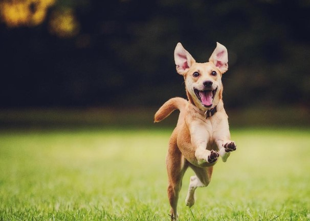 Dog Running