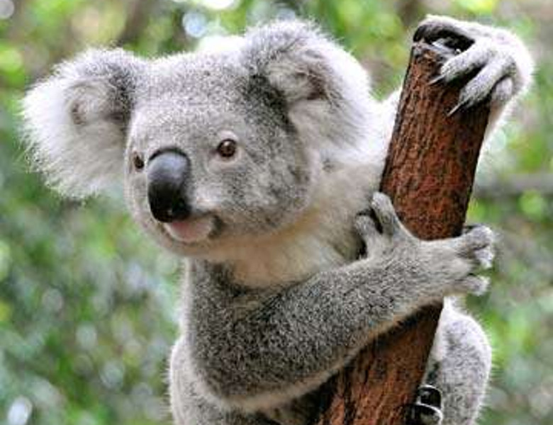 Koala