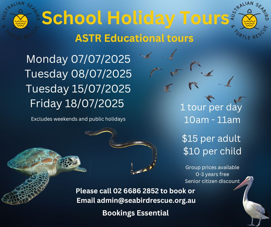 Seabird and Turtle Rescue Tours
