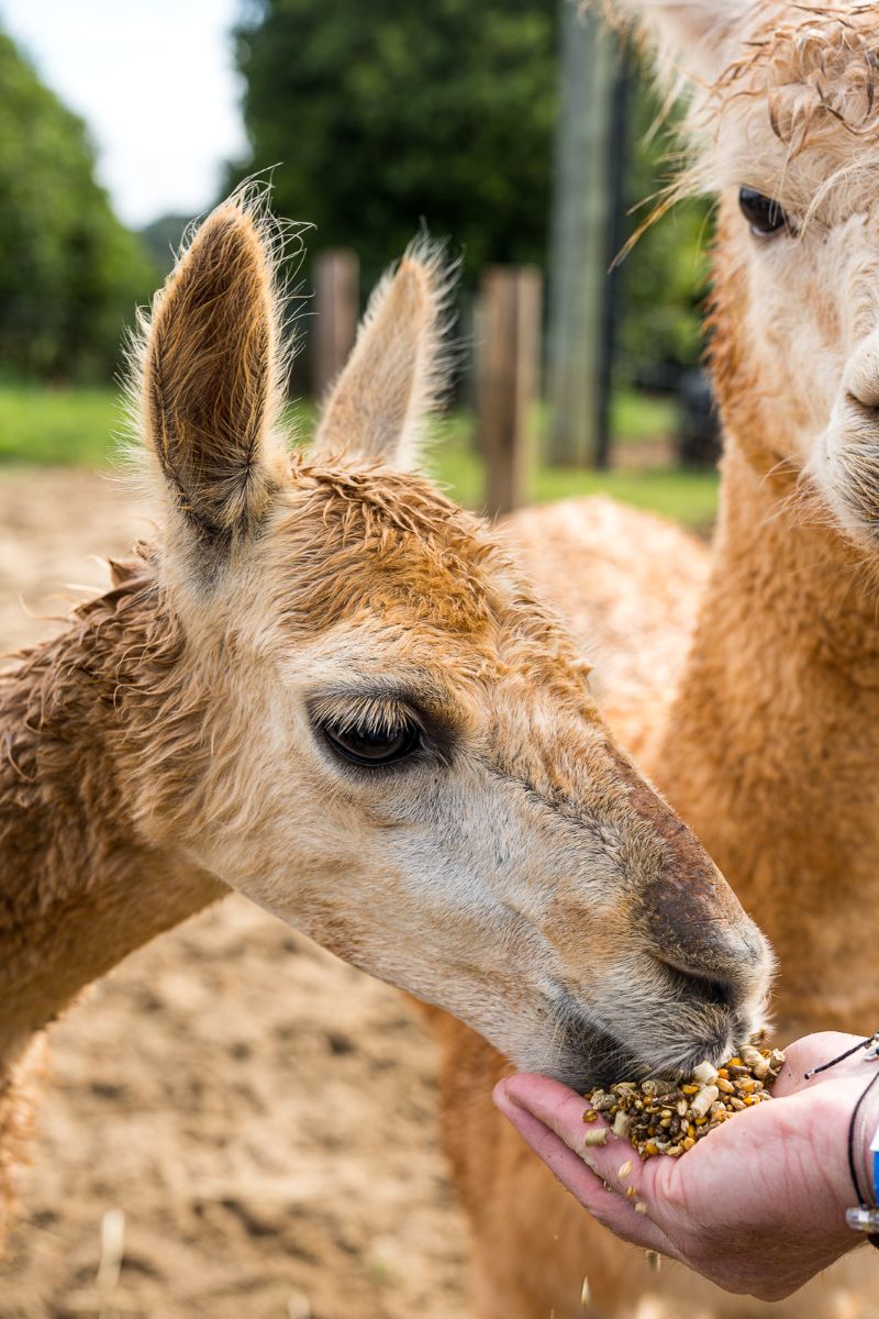 Summerland Farm Alpaca Feeding RS