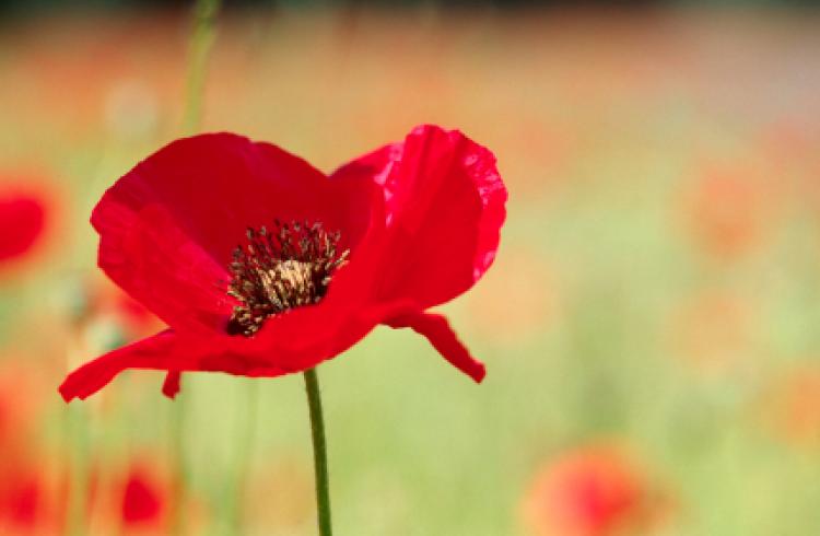 Whats On Remembrance Day November 2021