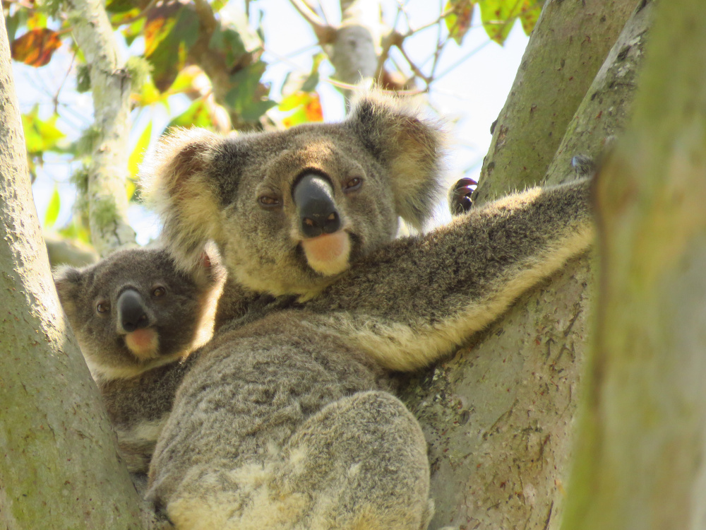 Vision Walks Eco Tours - Discover Ballina - Koala with baby on back