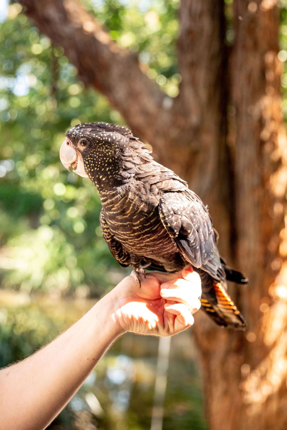 glossy black cockatoo byron bay ws