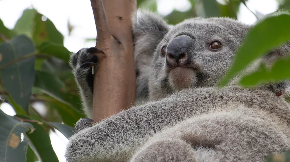 koala rescue