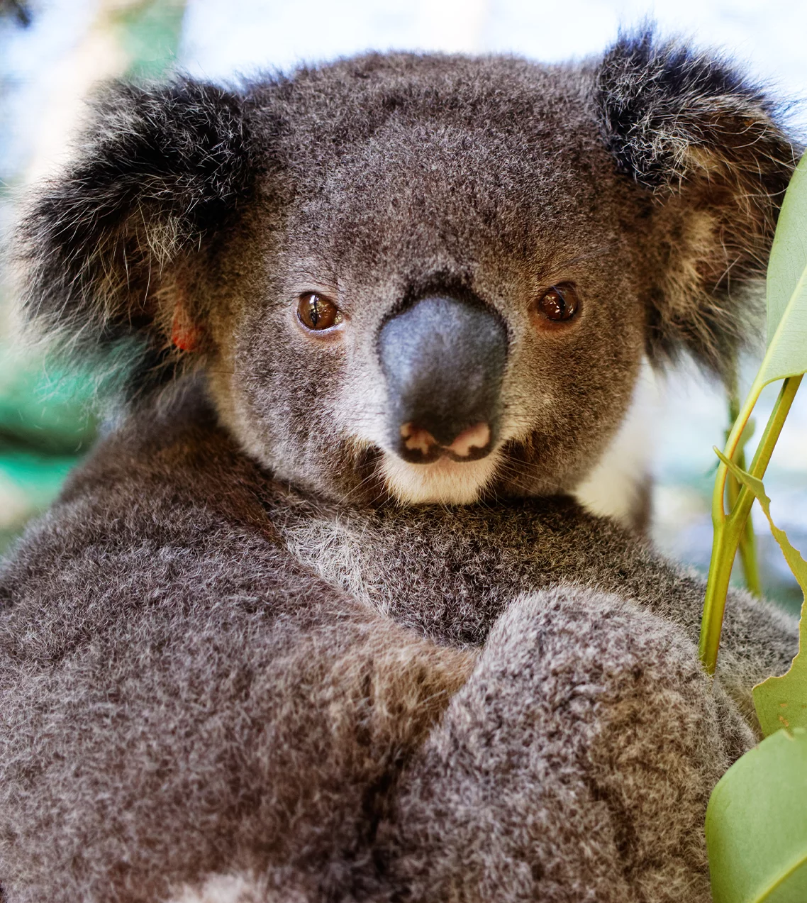 koala tour