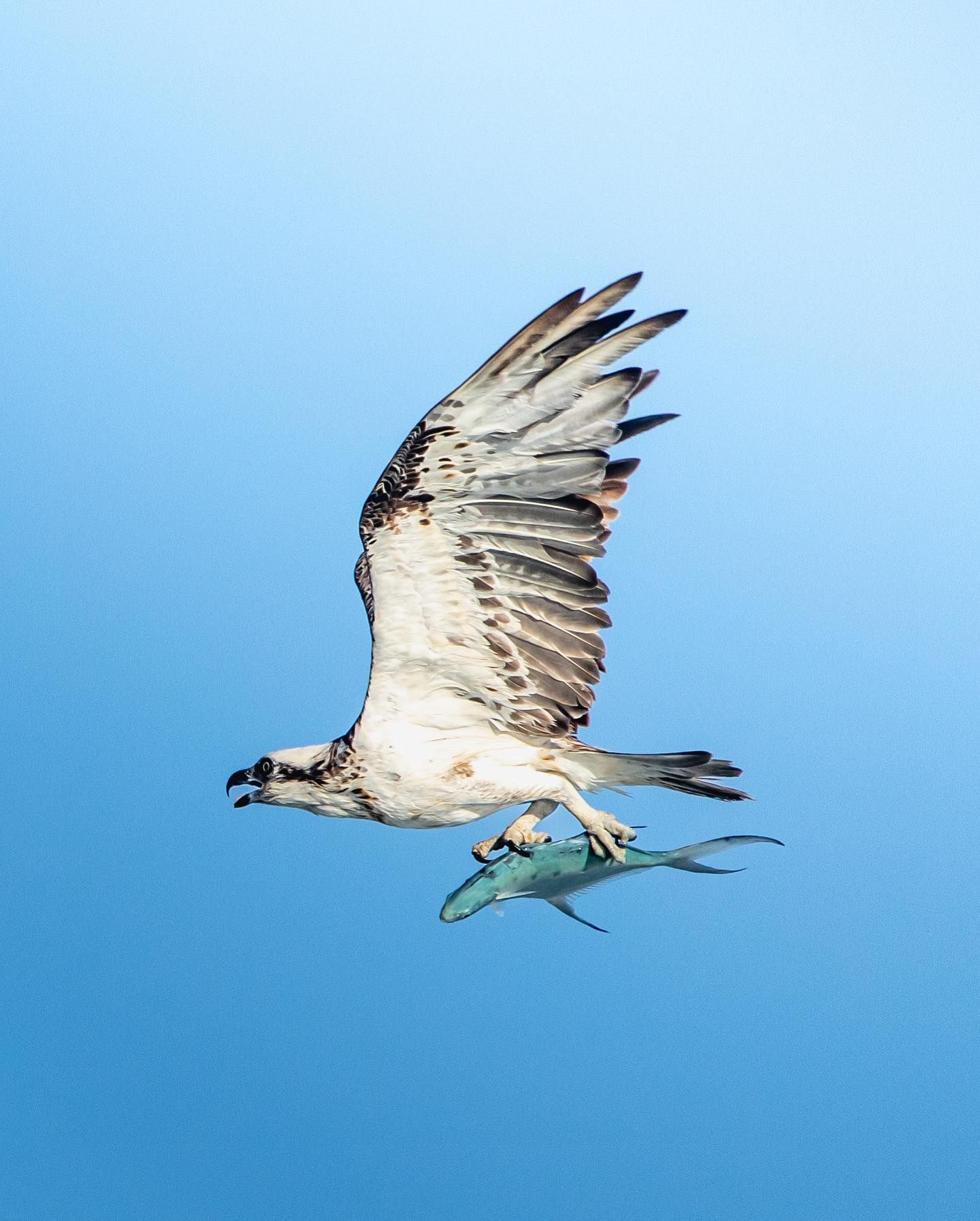 osprey and fish eben mccrimmon