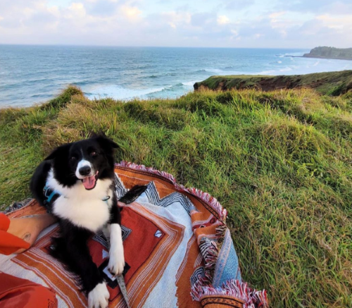 picnic dog