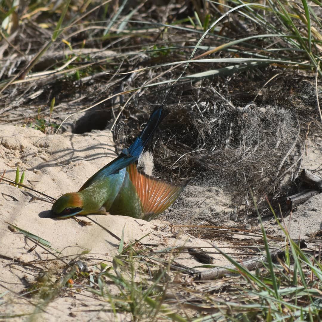 rainbow bee eater burron maintainance