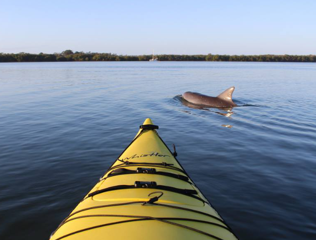 richmond river dolphin