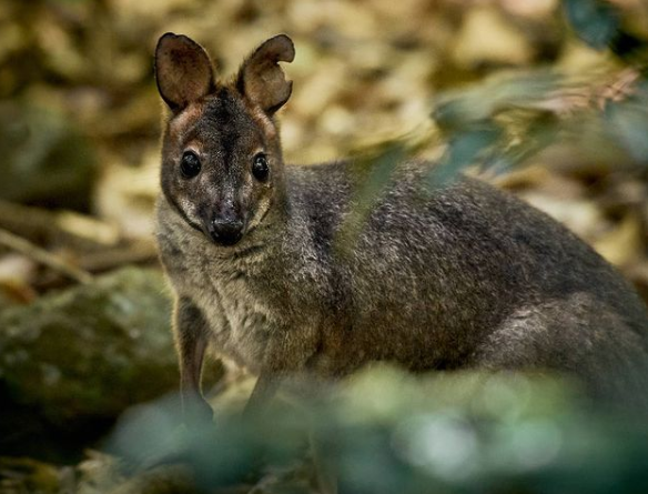 Photo: @thetimbojoans- Pademelon