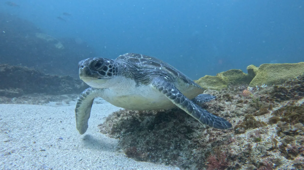 turtle